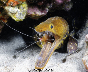 Fangtooth moray eel with a cleaning shrimp working hard. by Jorge Sorial 